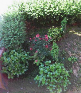lorategia1