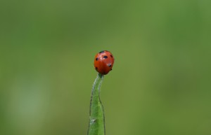 coccinella-septempunctata
