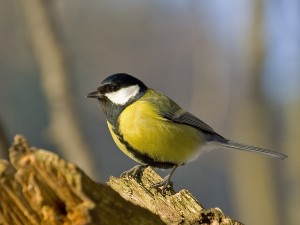 parus_major_m
