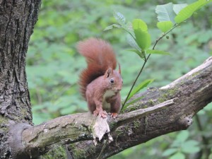 20180504-ardilla-en-el-parque-de-larratxo-lau-aizeta