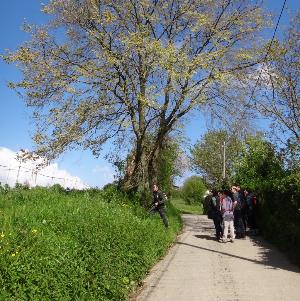 2013-04-20-altzanatura